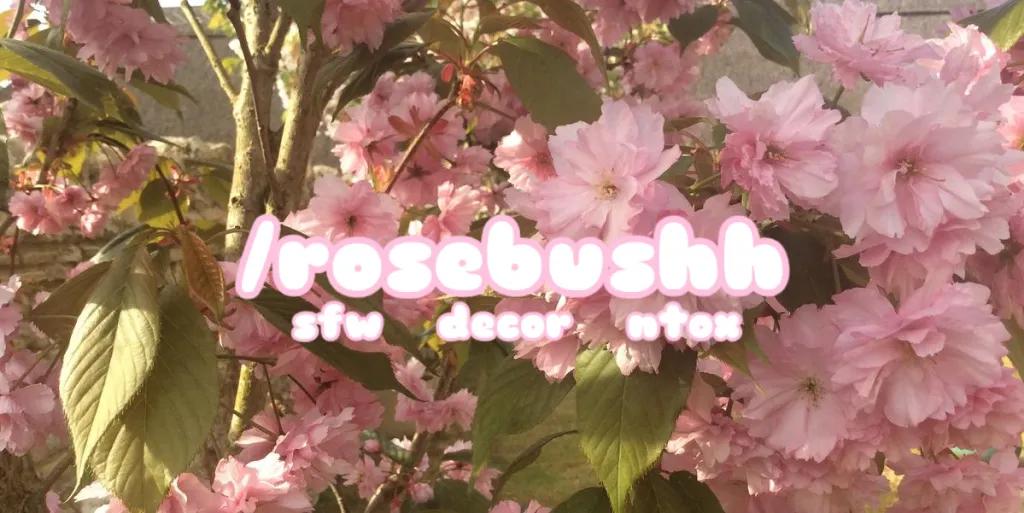 Discovery splash banner for ˖ ✿ ˚ 。 ノdarliing Discord server