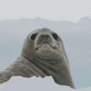 Discovery icon for FlexingSeal Discord server